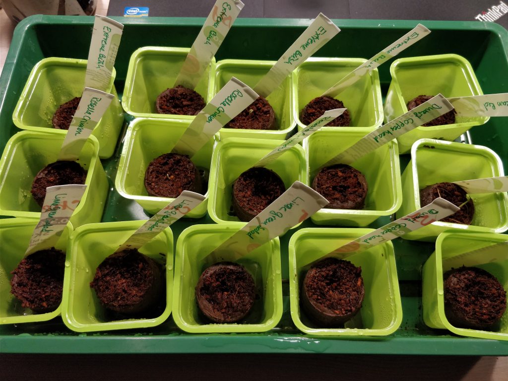 Det er nemt at dyrke tomater fra frø