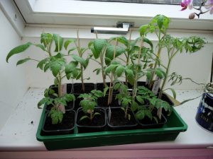 Små tomatplanter støttes med et grillspyd