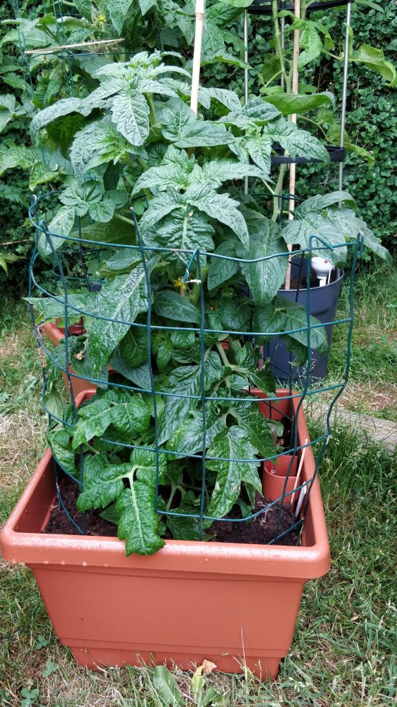 Opbinding af tomatplanter