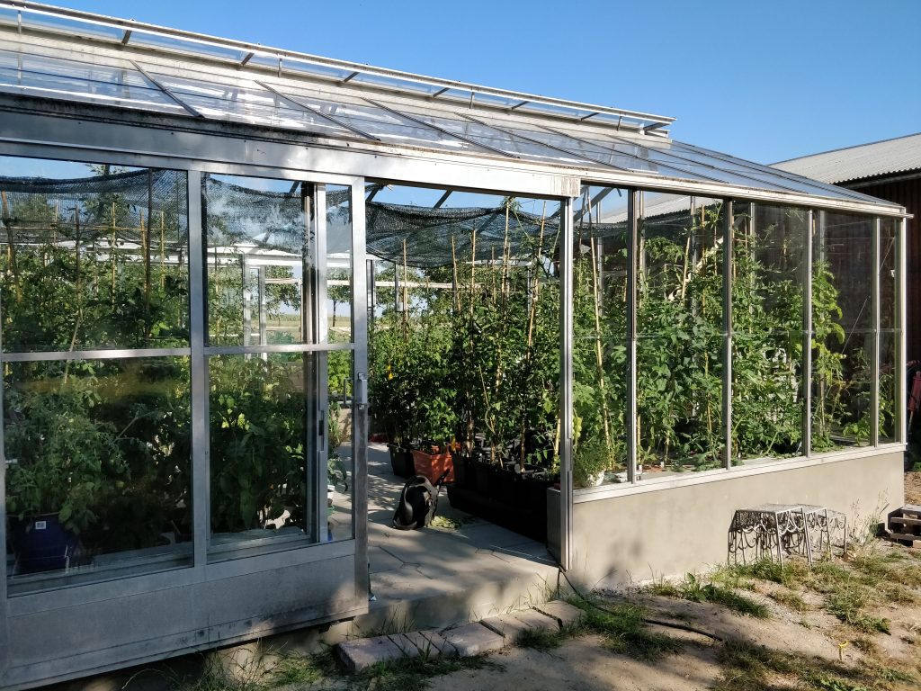 Tomaterne vokser i sommervarmen