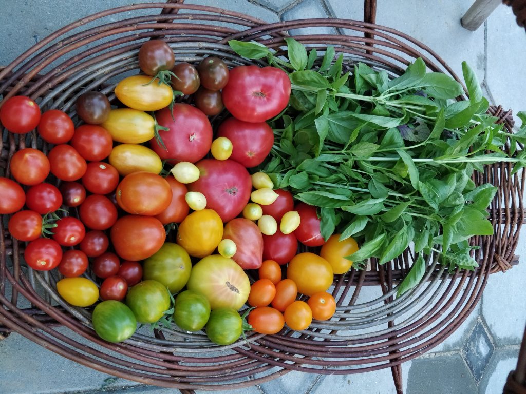 Tid til modne tomater