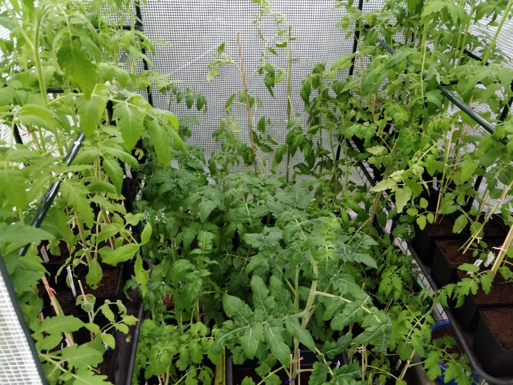 Pladsproblemer for de mange tomatplanter