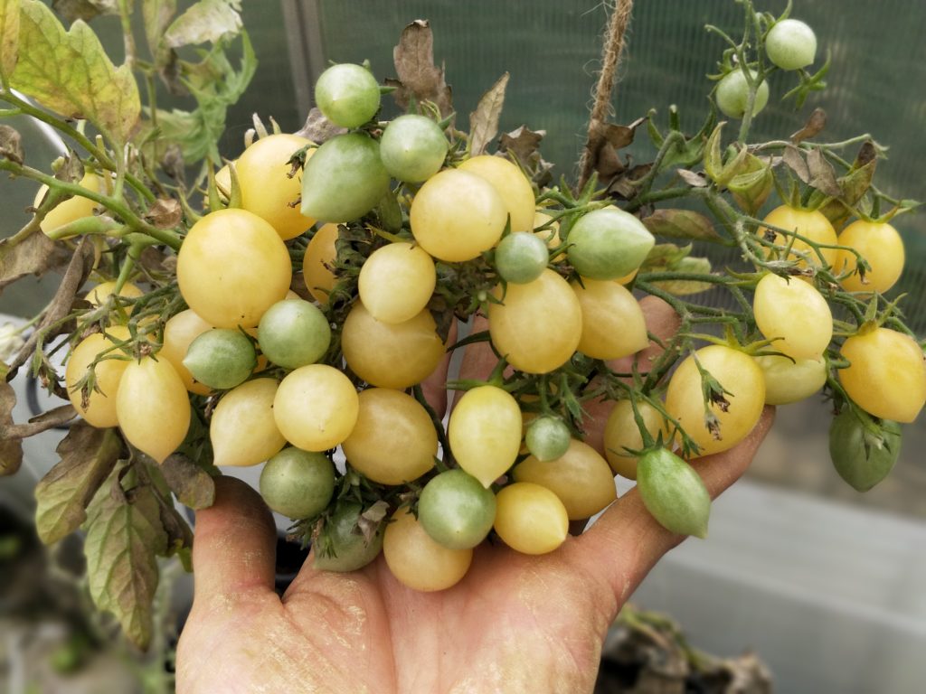 Barry's Crazy Cherry