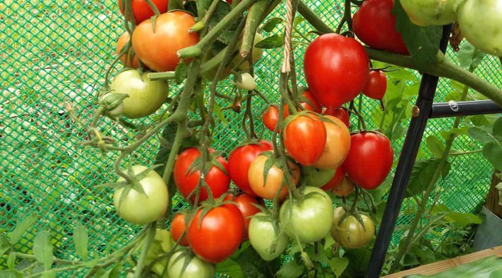 Bellstar - tomaten til henkogning