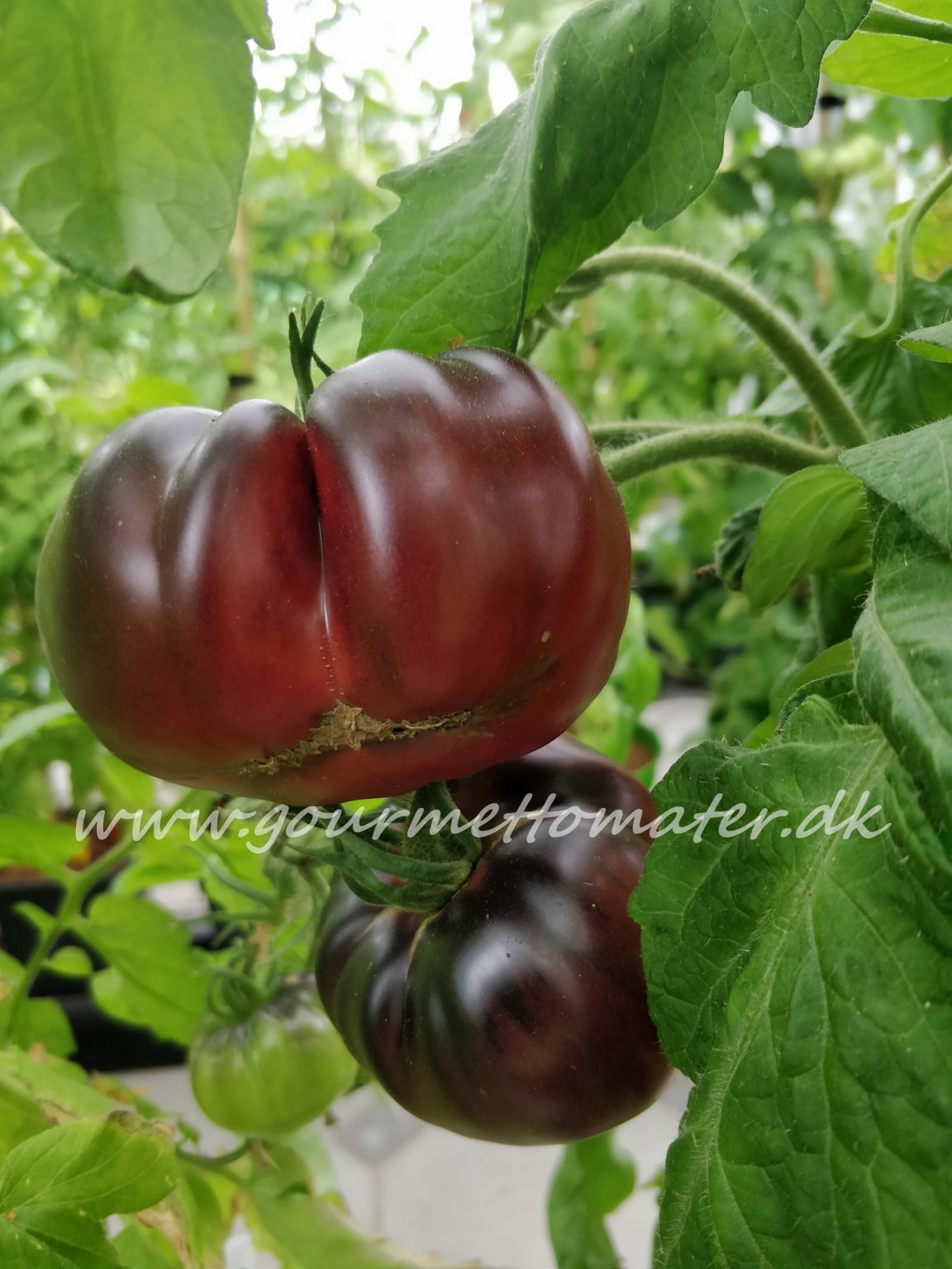 Black Beauty - GourmetTomater