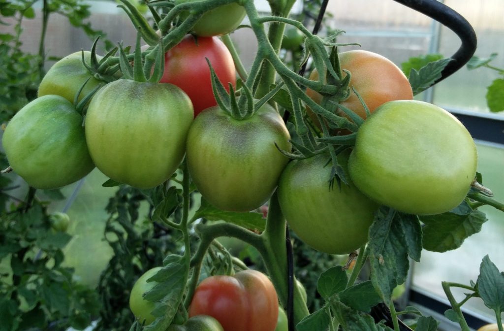 Pink Blommetomat - ukendt sort fra Canada