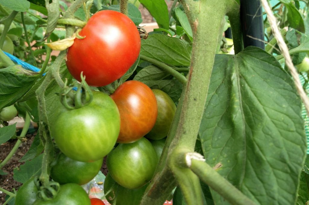 Bloody Butcher - tomatsorten til friland