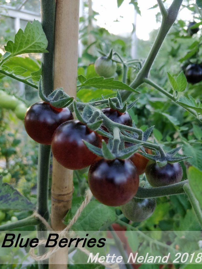 Cherrytomaten Blue Berries