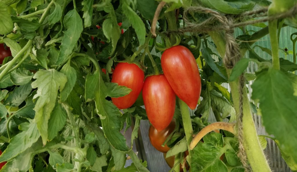 Candy Sweet Icicle - mini roma