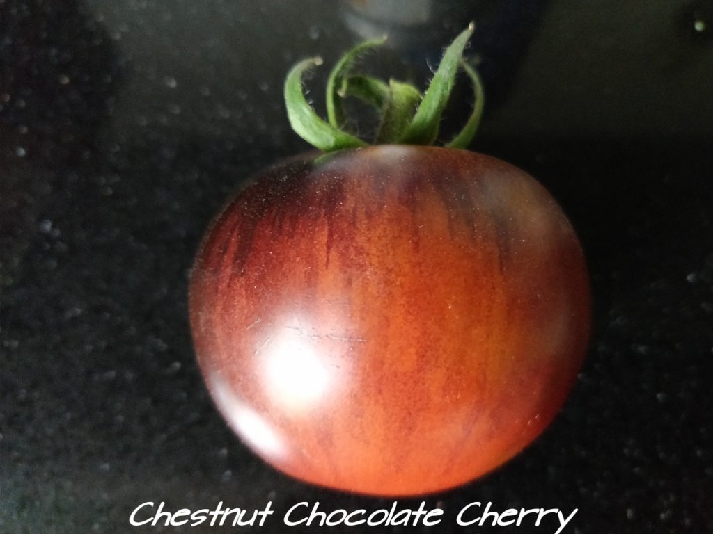 Chestnut Chocolate