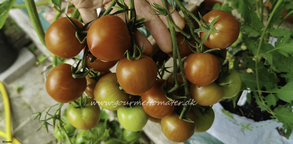 Dark Orange Muscat
