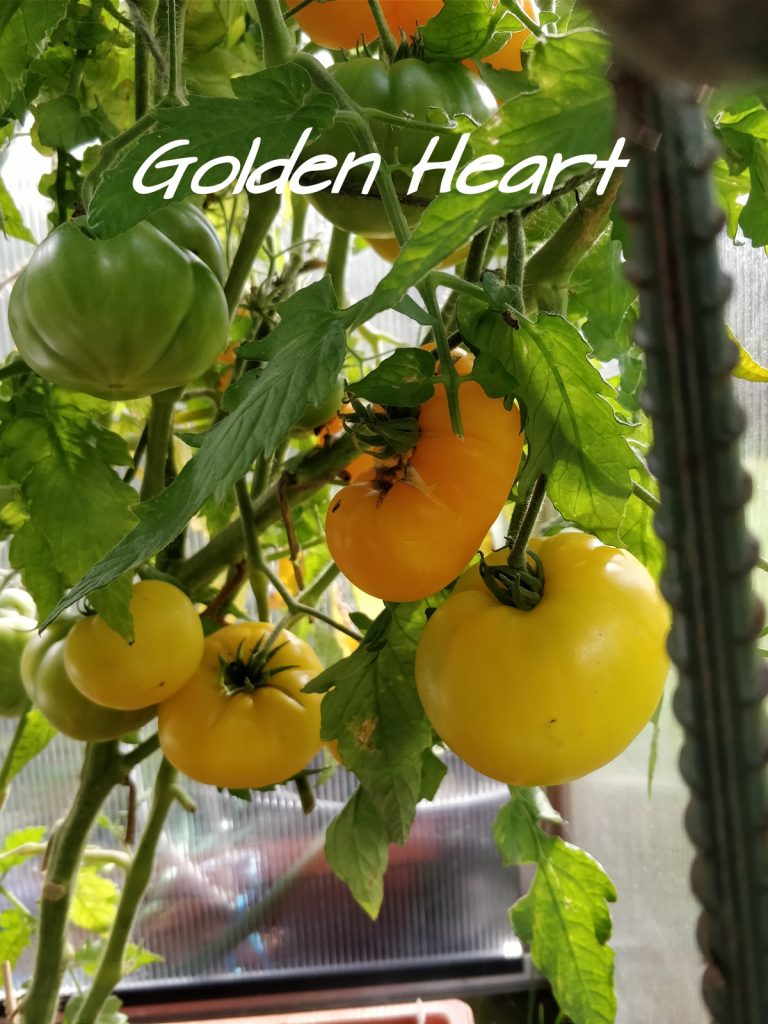 Dwarf Golden Heart