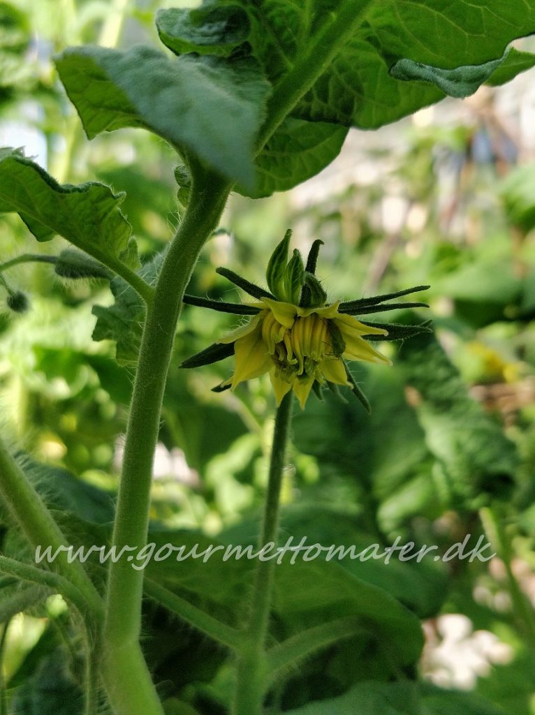 Dwarf Snow - GourmetTomater