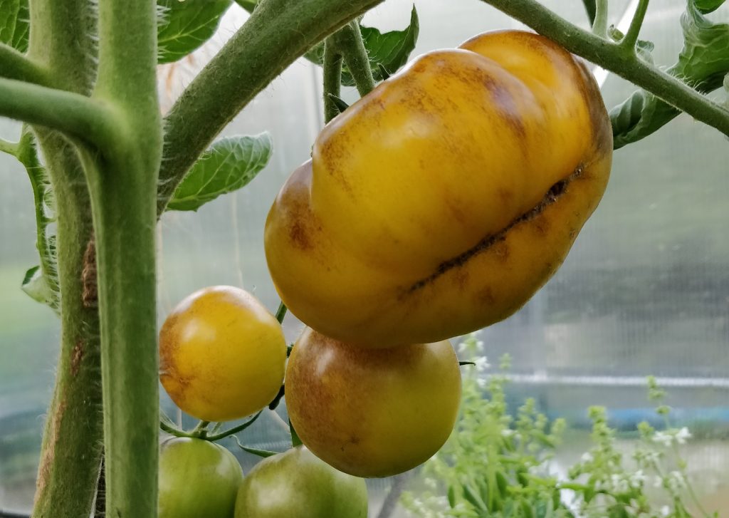 "Fake" Clementine Bleue