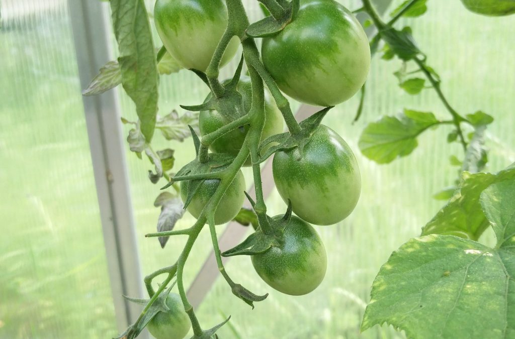 Green Grape