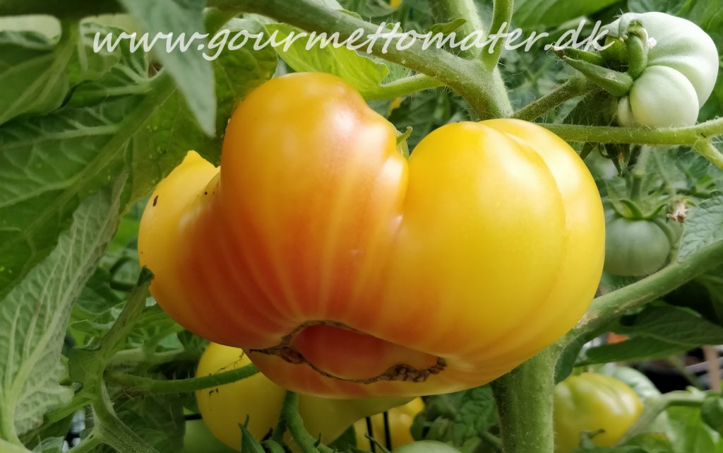 Jackass Bicolored Dwarf - en ny variant?