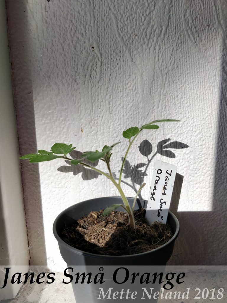 Janes Små Orange - GourmetTomater