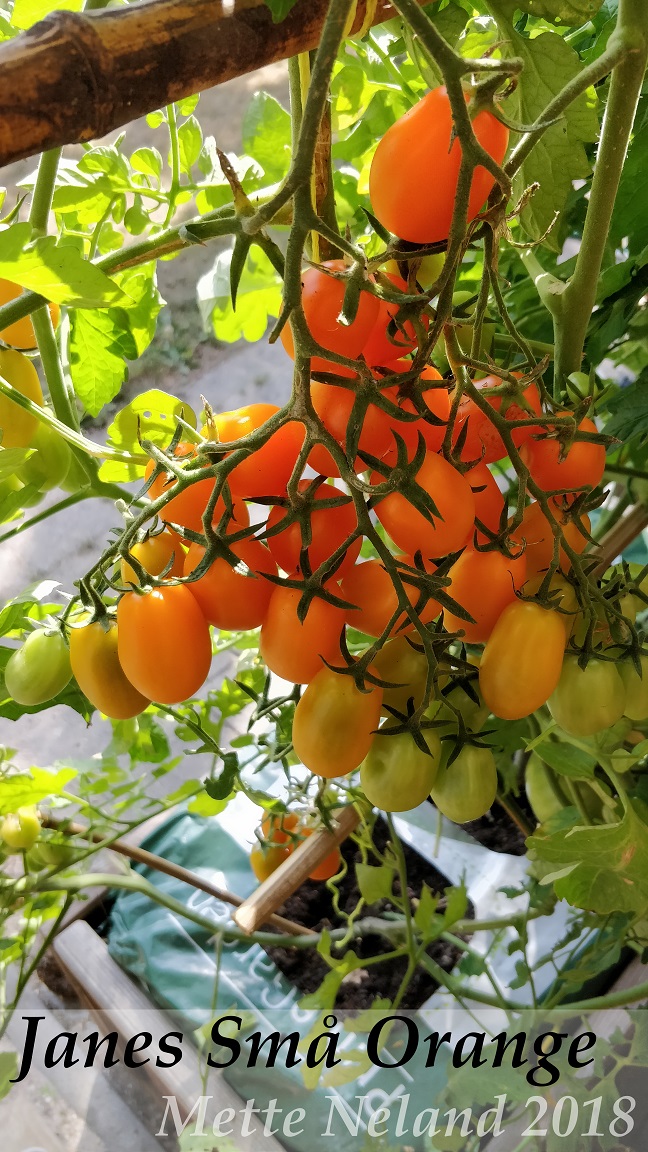 Janes Små Orange - GourmetTomater