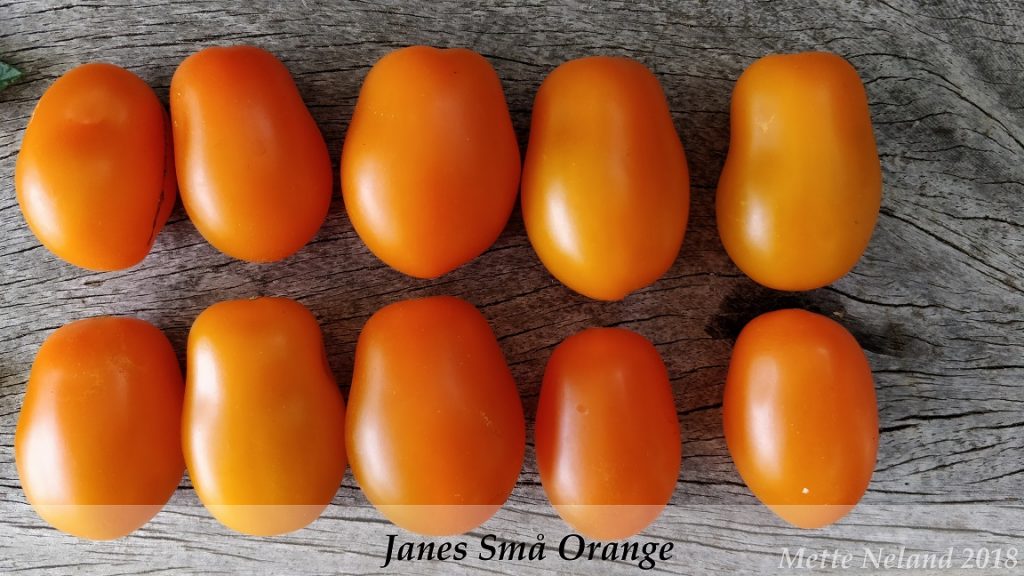 Janes Små Orange - GourmetTomater