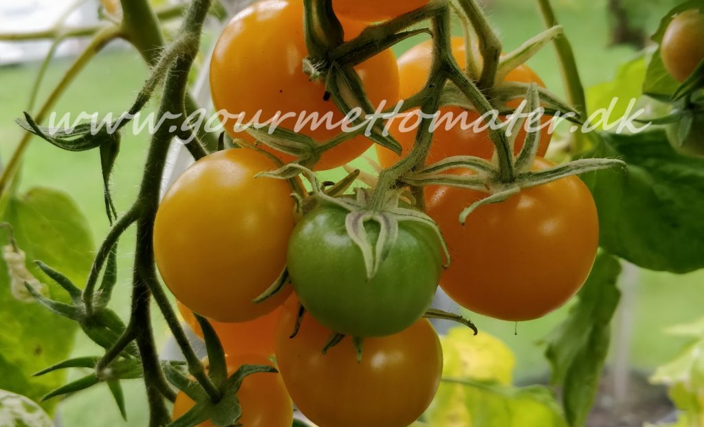 Potatoleaf Variegated