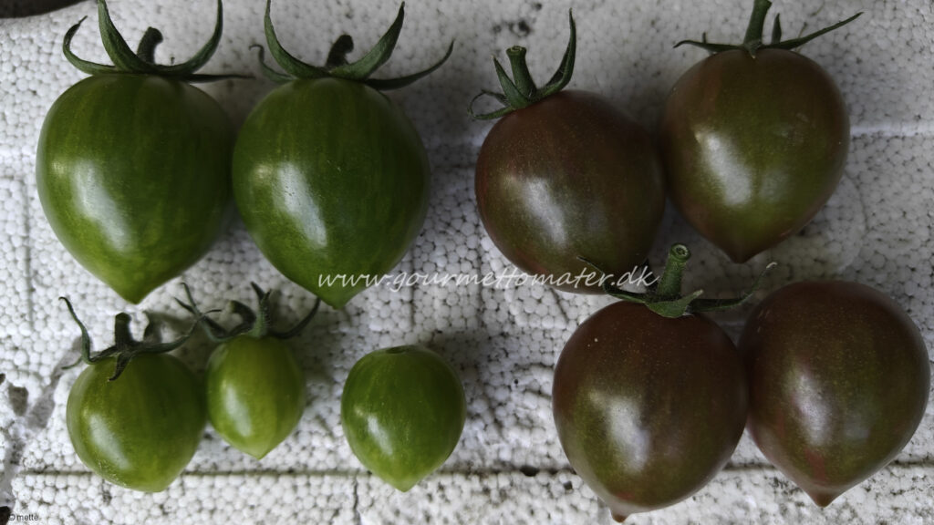 Purple Fairy- Original og GWR variant