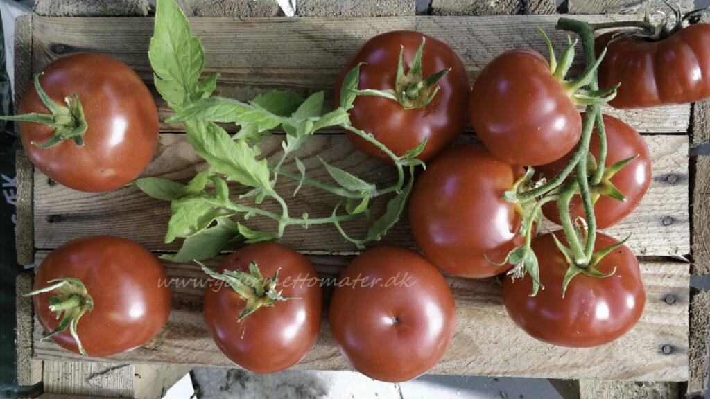 Den Røde fra Skovløkkegård