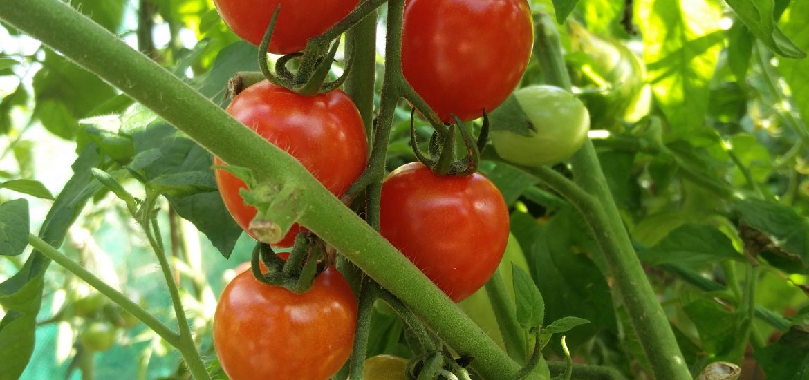 Tomato Berry F1 og F2 GourmetTomater