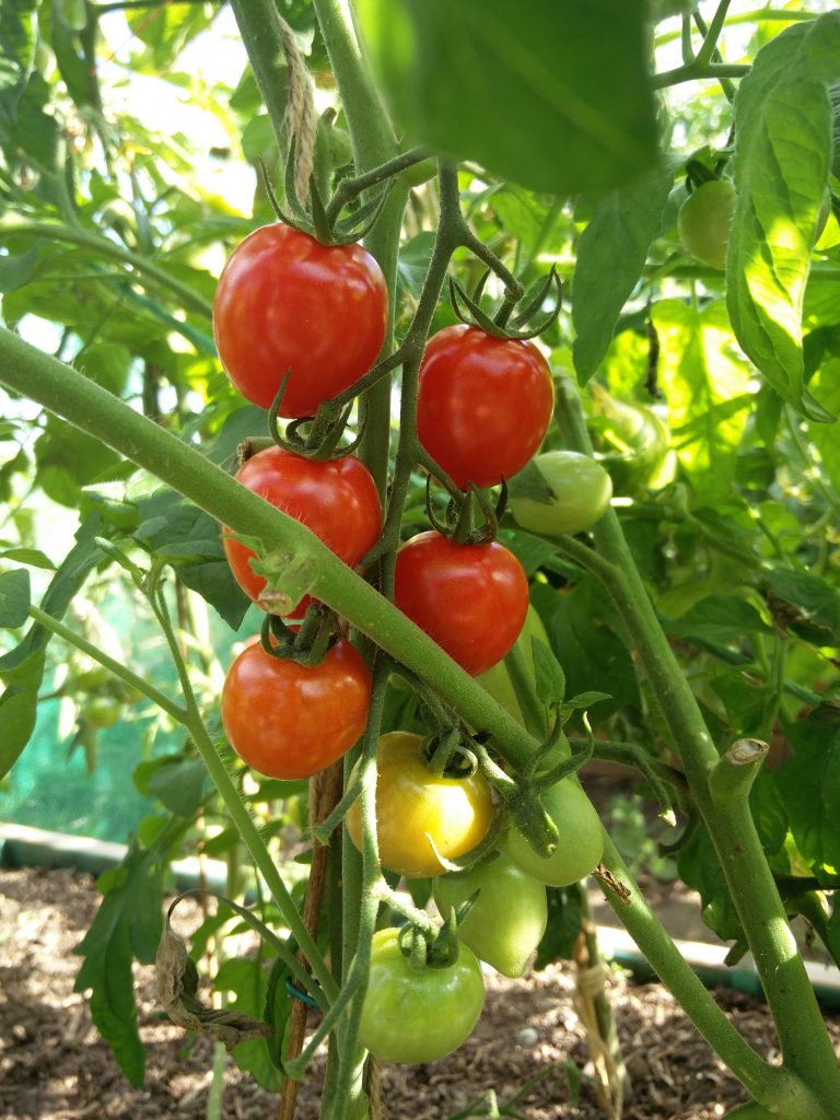 Tomato Berry F1 og F2