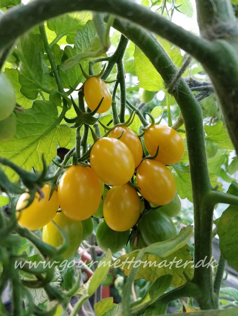 Yellow Bean