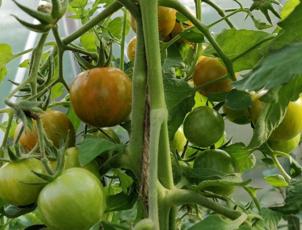 Green Zebra Cherry