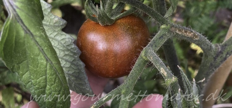 Helleskov-tomaten